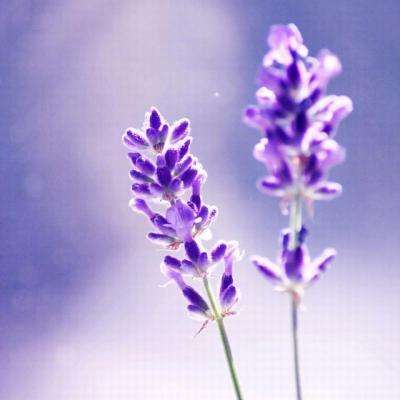 365平台官方版下载