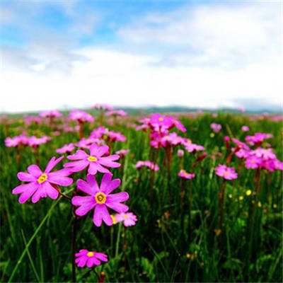 365平台官方版下载截图